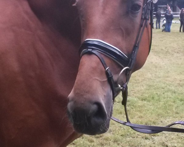 broodmare Lalique (Hanoverian, 2012, from Londonderry)