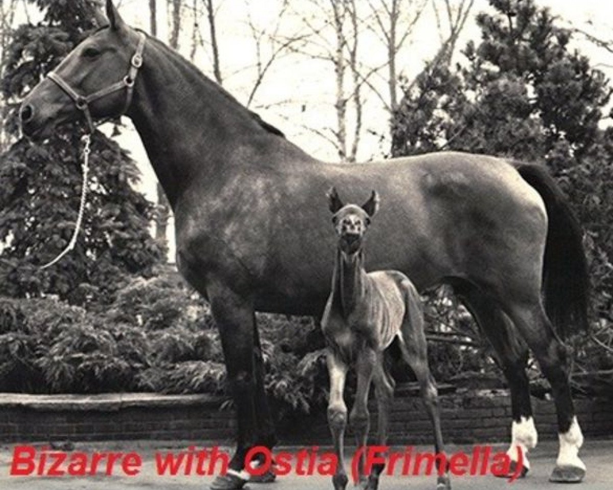 broodmare Bizarre (Holsteiner, 1965, from Cromwell)
