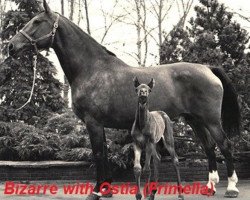 broodmare Bizarre (Holsteiner, 1965, from Cromwell)