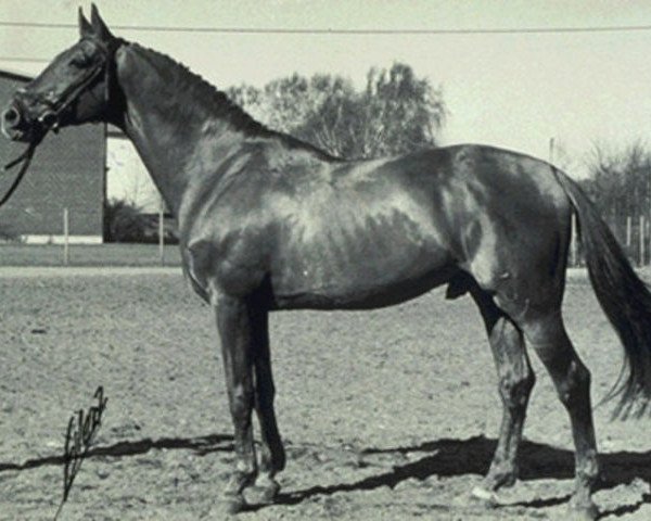 stallion Modesto (Holsteiner, 1970, from Marlon xx)