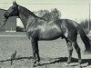 stallion Modesto (Holsteiner, 1970, from Marlon xx)