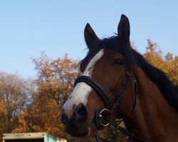 jumper Naughty by Nature 2 (Hungarian Warmblood, 2009, from Nagasus)