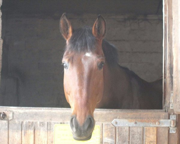 broodmare London Lady (Hanoverian, 2006, from Tannenhof's London Swing)