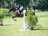 jumper Black-Beauty 2 (Nederlands Rijpaarden en Pony, 2007, from Tivoli Sunday Boy)