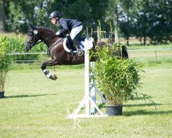 jumper Black-Beauty 2 (Nederlands Rijpaarden en Pony, 2007, from Tivoli Sunday Boy)