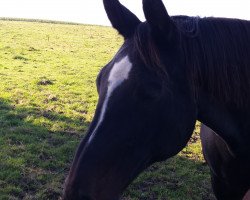 broodmare Filippa 2 (German Warmblood, 1989, from Fittipaldi)