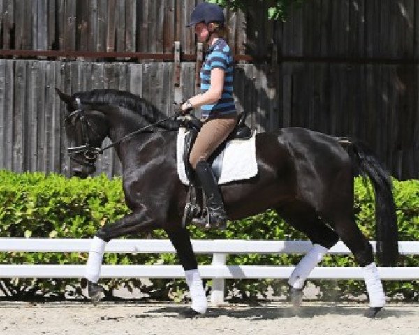 broodmare Siziana (Hanoverian, 2009, from Show Star)