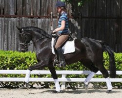 broodmare Siziana (Hanoverian, 2009, from Show Star)