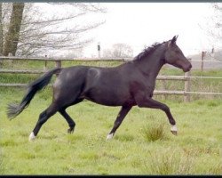 broodmare Selina (Westphalian, 2005, from Show Star)