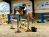 jumper Cupcake (Hanoverian, 2010, from Campbel)