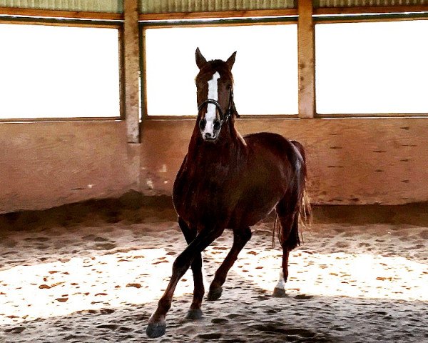 dressage horse Diamond Dash (German Riding Pony, 2013, from Dreidimensional AT NRW)