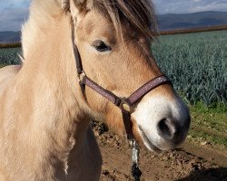 horse Lildbjorg (Fjord Horse, 2010, from Mr. Tveiten N.2591)