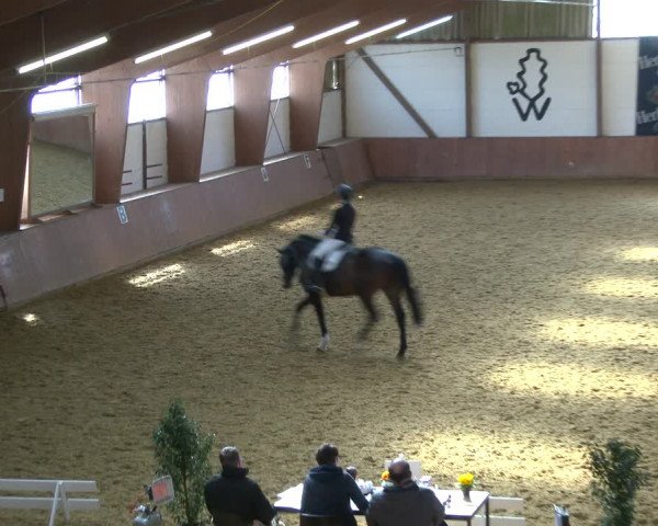 Reitturnier Bad Salzuflen 2020