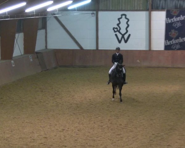 Reitturnier Bad Salzuflen 2020