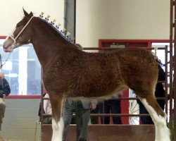 Zuchtstute Willow Way Radiance (Clydesdale, 2017, von Willow Way Firestone)