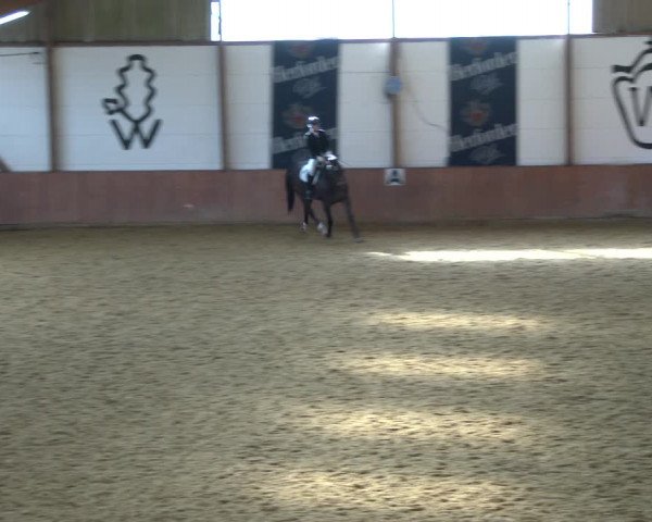 Reitturnier Bad Salzuflen 2020