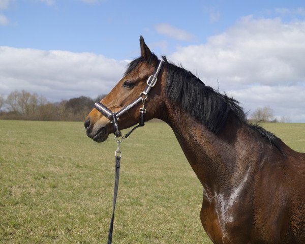 dressage horse Despina TS (Hanoverian, 2007, from Dancier)