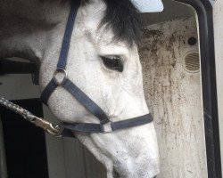 jumper Fair White Lady (Holsteiner, 2010, from Cosido)