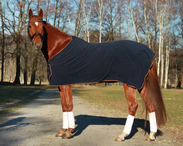 jumper Everino (German Sport Horse, 2007, from Earl)
