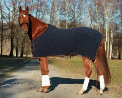 jumper Everino (German Sport Horse, 2007, from Earl)