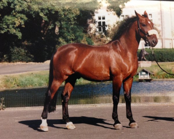 horse Cocktail 17 (Danish Warmblood, 1985)