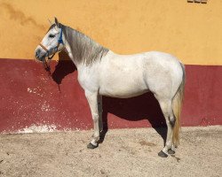 broodmare Macarena (Pura Raza Espanola (PRE), 2008)