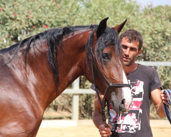 stallion Llavero la O (Pura Raza Espanola (PRE), 2013)