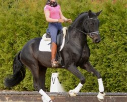 broodmare Formidable 50 (Westphalian, 2012, from Franziskus FRH)