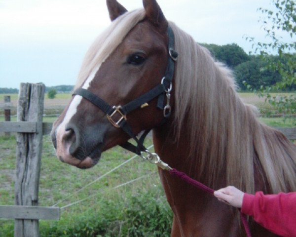 horse Moya´s Maroon (Welsh-Cob (Sek. D), 2000, from Menai Sparkling Magic)