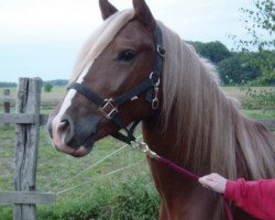 Pferd Moya´s Maroon (Welsh-Cob (Sek. D), 2000, von Menai Sparkling Magic)