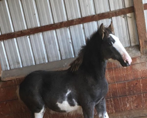 Pferd Willow Way Ramone (Clydesdale, 2017, von Deighton Zoom)