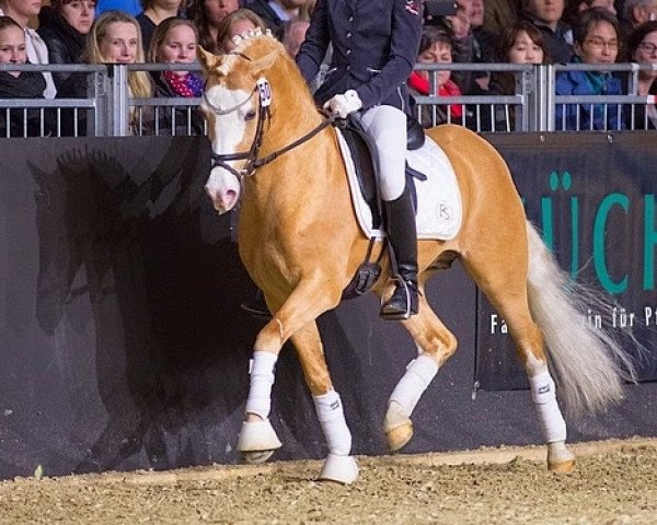 dressage horse FS Mr. Right (German Riding Pony, 2008, from FS Mr. Mobility)