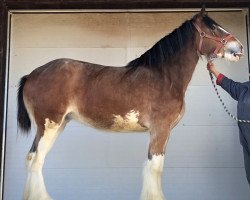 horse Willow Way Rayna (Clydesdale, 2017, from Deighton Zoom)