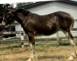 horse Willow Way Reagan (Clydesdale, 2017, from Willow Way Firestone)