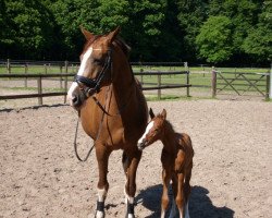 broodmare Penelope H (Hanoverian, 1993, from Pluspunkt)