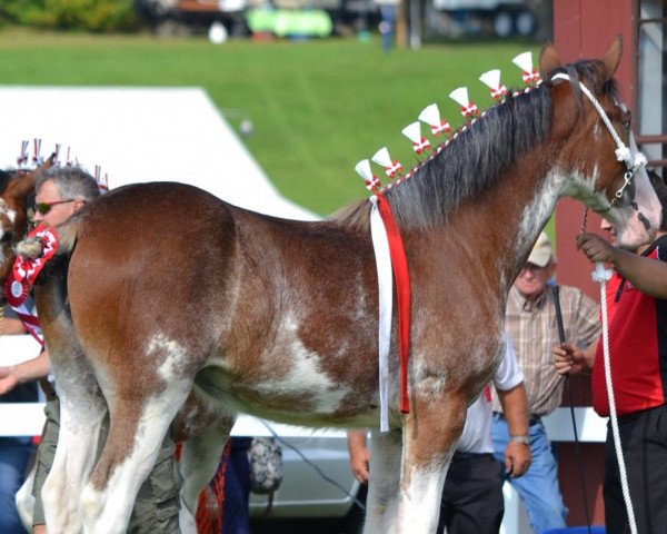 horse Willow Way Renèe (Clydesdale, 2017, from Deighton Zoom)