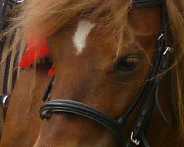 broodmare Trixi (Shetland Pony, 2002, from Leopold von Uda)