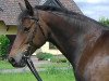 broodmare Kiss me (Saxony-Anhaltiner, 2001, from Kulmann)