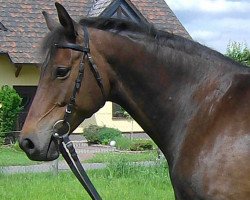 broodmare Kiss me (Saxony-Anhaltiner, 2001, from Kulmann)