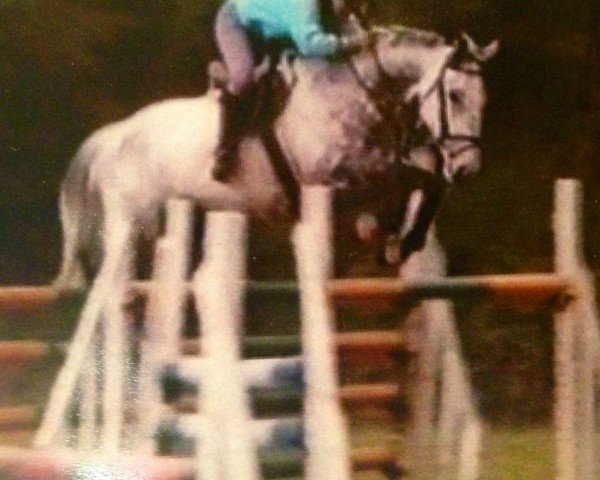 Zuchtstute Lisna Delight (Irish Sport Horse, 1986, von Hunter's Delight xx)