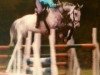 broodmare Lisna Delight (Irish Sport Horse, 1986, from Hunter's Delight xx)