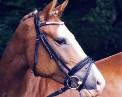 jumper Koko Chanell (German Riding Pony, 2011, from Night-Cup)