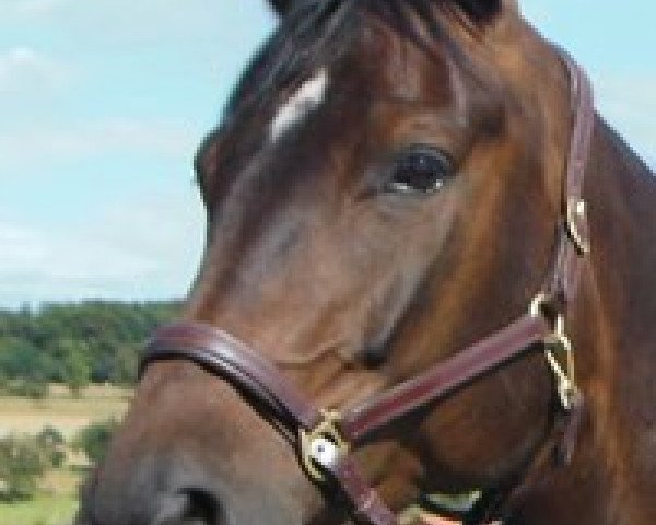 dressage horse Diamond Lady 25 (Württemberger, 2008, from Diamond Hit)