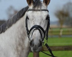 dressage horse Batida de Coco 58 (Oldenburg, 2009, from Belissimo NRW)