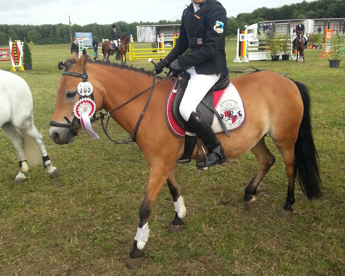 jumper Tamara 317 (German Riding Pony, 2002)