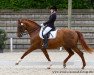 dressage horse Fima (Zweibrücken, 2003, from Fürst Piccolo)