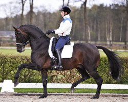 dressage horse Bernhard (Hanoverian, 2011, from Fürst Grandios)