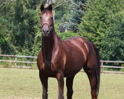 horse Jazz Queen (Württemberger, 2002, from Jazzman)