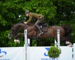 stallion Umour du Puit Neuf (Selle Français, 2008, from L'Amour Du Bois)