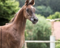 horse Junique (Arabian thoroughbred, 2015, from Justiaan ox)